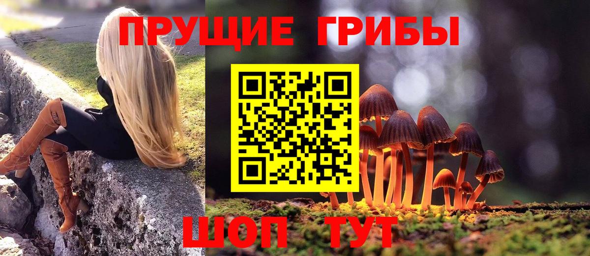 Псилоцибиновые грибы Cubensis Гуково
